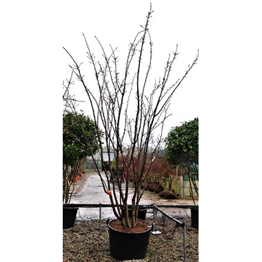 Prunus 'Taihaku' (Multistem CG 350-400 cm Specimen)
